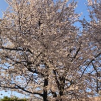 桜🌸ラブホ隣の神社