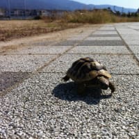 通院後、久しぶりに大東中央公園へ日向ぼっこに行きました