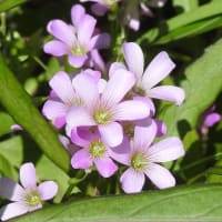 庭に咲いている君子ランと紫カタバミの花♪