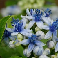 24日、十二坊蓮臺寺からの梅雨だより＆癌治療