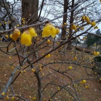 黄色の蝋梅の花に今朝は白い雪