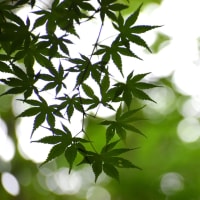 森の闇の青楓シルエット。
