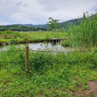 雨降りのビオトープです