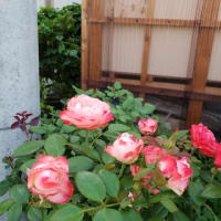 夕方撮影