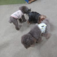 🐾 2024/04/08 🐾 🎓 犬の幼稚園BuddyDog 🎓
