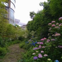 紫陽花ふたたび・・・