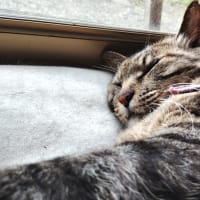 窓辺の猫。