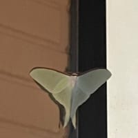 幸運の兆し！？