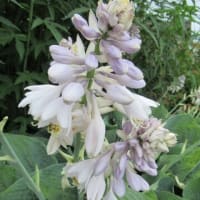 紫陽花とタチアオイ