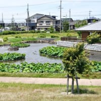 花しょうぶの彩りを楽しむ油ヶ渕の水辺と応仁寺-4