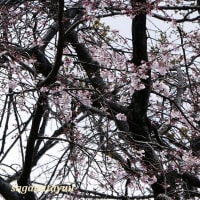 「県立相模原公園」「せせらぎの園地区」の「シダレザクラ」が二分咲きへ！！