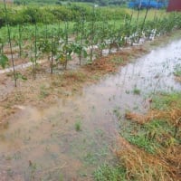 2022年8月12日　台風8号通過で雨のため、畑の手入れはお休みです。