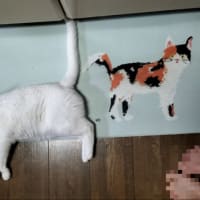 白猫のんちゃん　何しているの？格闘猫