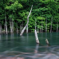 鯉流しショットに初挑戦～。