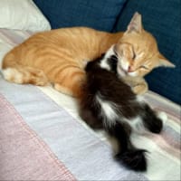 姉宅の保護猫、その後