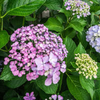 6月11日(水) 小雨の合間に、玄関脇の紫陽花！！