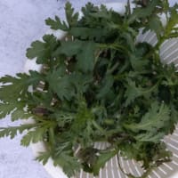 2023の春菊栽培《１月の摘芯》