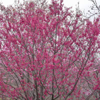 「桜の二重奏」　いわき　高野花見山にて撮影！　寒緋桜と陽光桜