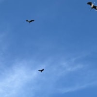 風が強くて流れる雲にうっとり