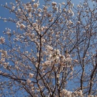 お花見