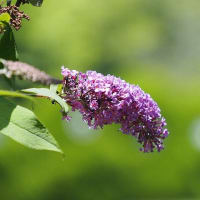 大船フラワーセンター６月の花散歩２