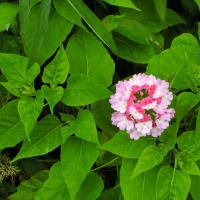 駄菓子の思い出　～夏の花を見ながら～