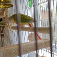 ウロコのがっちゃん　新しいおやつ②