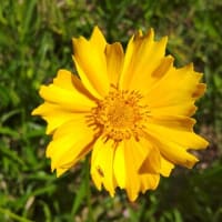オオキンケイギク：黄色のコスモスに似た花を