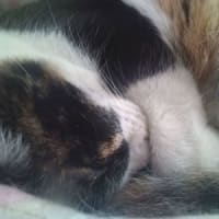 涼しい朝の三毛さん