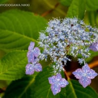 紫陽花「らんまん」