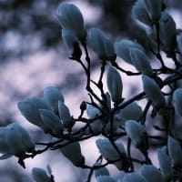 モクレンのつぼみ