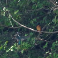 於大公園 ： 野鳥 ・ 翡翠 ・ カワセミ・・・フリー素材ブログ　カワセミ