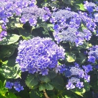 紫陽花の新種「汐音」