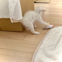 保護猫生活10日目　ダイソーのネズミおもちゃ
