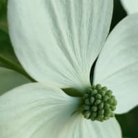 山法師が　山のように咲いてる♡