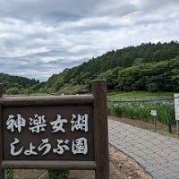 小鹿山から神楽女湖のはなしょうぶへ　子白鳥。小鹿にも出会う。