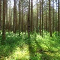 2025年7/6　山野草の森の整備