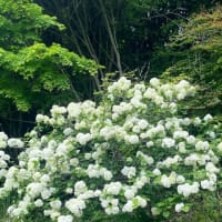 花は心を癒してくれる