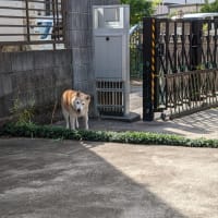 クリンへの想いは尽きなくて・・・293