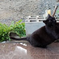 ガリガリと。