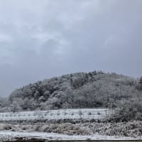 遂にきました　雪　　2024.12.08