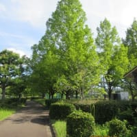 「蝉」は、どこへいったの？　