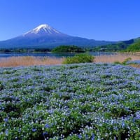 富士山とネモフィラ（5/11 m）