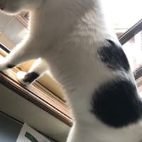 拾い梅
