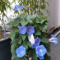 朝顔市・・・