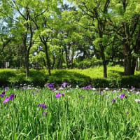 菖蒲畑の花