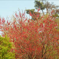 赤城山山麓の散策、色々な花が綺麗でした。