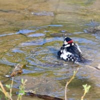 アカゲラの水浴