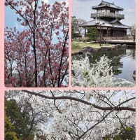 池田城の薄墨桜