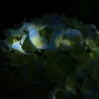 ジャンクレンズ「CANON EF28-80mmF3.5-5.6Ⅳ」試写してきた。